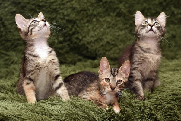 Drie Schattige Kittens Een Groene Achtergrond — Stockfoto