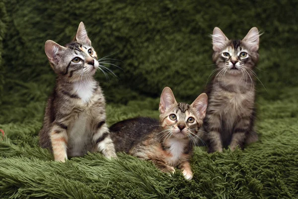 Drie Schattige Kittens Een Groene Achtergrond — Stockfoto
