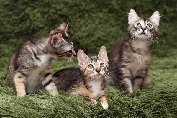 Drie Schattige Kittens Een Groene Achtergrond — Stockfoto