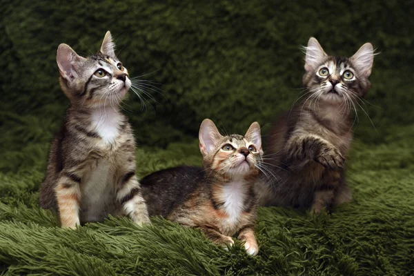 Três Gatinhos Bonitos Fundo Verde — Fotografia de Stock