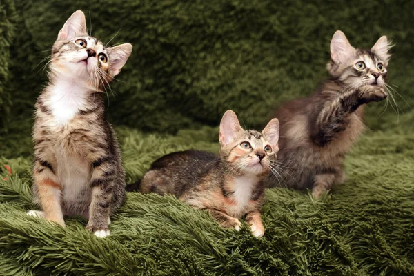 Tres Gatitos Lindos Sobre Fondo Verde —  Fotos de Stock