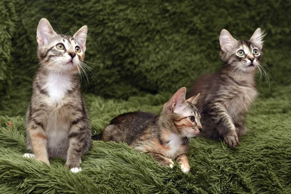 Drie Schattige Kittens Een Groene Achtergrond — Stockfoto