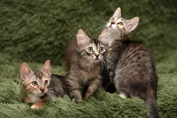 Três Gatinhos Bonitos Fundo Verde — Fotografia de Stock