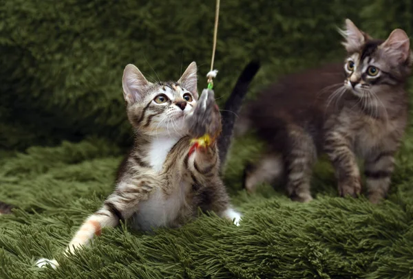 Dos Gatitos Lindos Sobre Fondo Verde —  Fotos de Stock