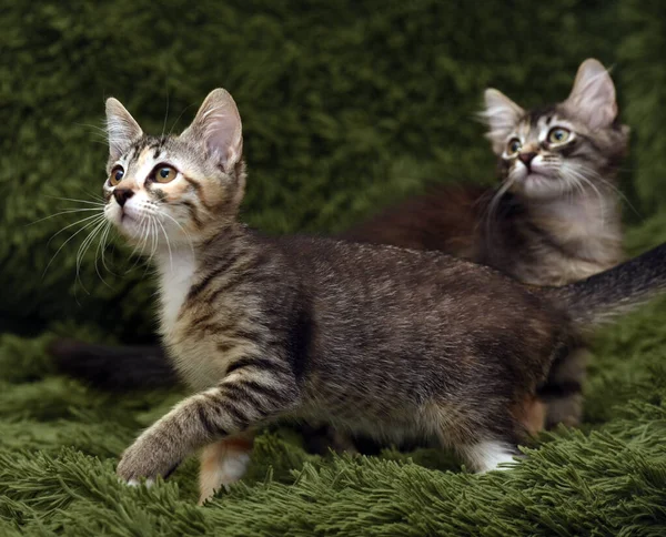 Two Cute Kittens Green Background — Stock Photo, Image