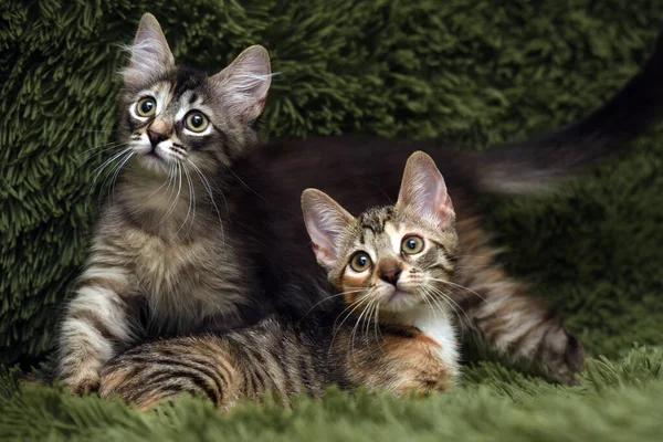 Dois Gatinhos Bonitos Fundo Verde — Fotografia de Stock