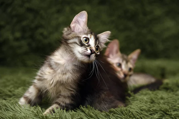 Due Simpatici Gattini Sfondo Verde — Foto Stock