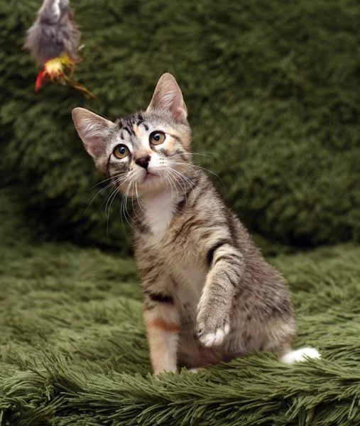 Pouco Bonito Gatinho Joga Capturas Fundo Verde — Fotografia de Stock