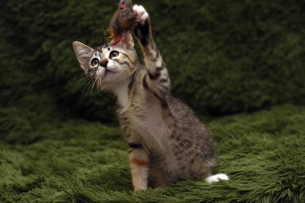 Kleine Schattige Kitten Speelt Vangsten Een Groene Achtergrond — Stockfoto