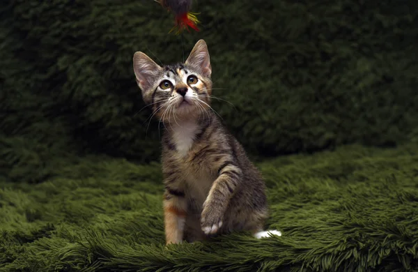 귀여운 고양이가 배경을 포착하는 — 스톡 사진