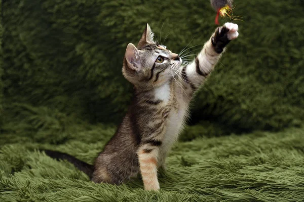 Pouco Bonito Gatinho Joga Capturas Fundo Verde — Fotografia de Stock