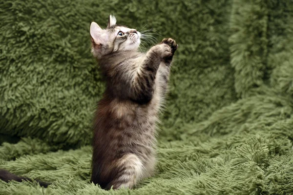 Malé Roztomilé Kotě Hraje Úlovky Zeleném Pozadí — Stock fotografie