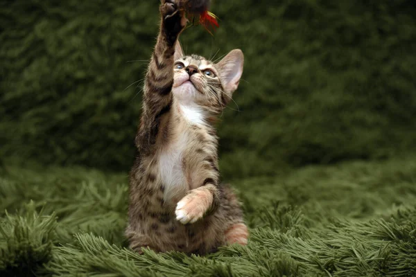 Pouco Bonito Gatinho Joga Capturas Fundo Verde — Fotografia de Stock