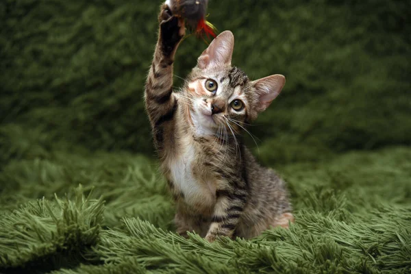 Little Cute Kitten Plays Catches Green Background — Stock Photo, Image