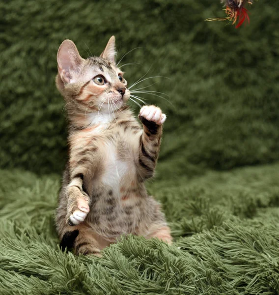 Küçük Şirin Kedi Yavrusu Oyunları Yeşil Bir Arka Plan Yakalıyor — Stok fotoğraf