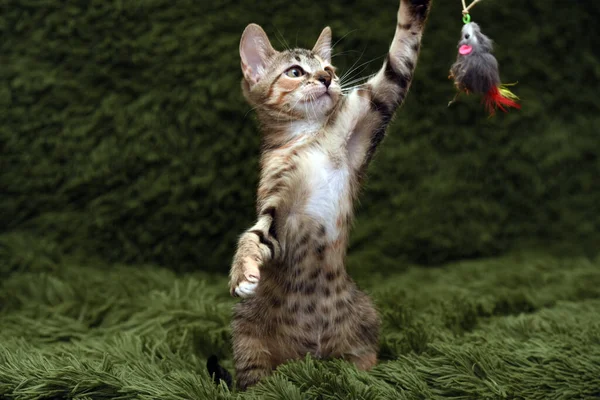 Little Cute Kitten Plays Catches Green Background — Stock Photo, Image