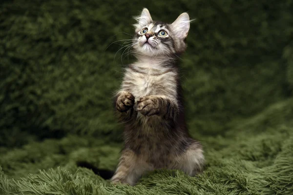Küçük Şirin Kedi Yavrusu Oyunları Yeşil Bir Arka Plan Yakalıyor — Stok fotoğraf