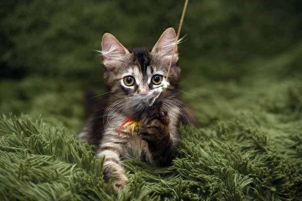 귀여운 고양이가 배경을 포착하는 — 스톡 사진