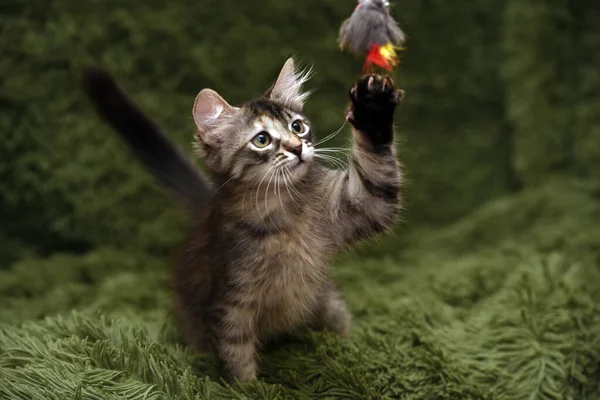 Little Cute Kitten Plays Catches Green Background — Stock Photo, Image