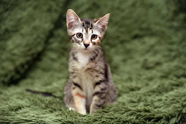 Klein Schattig Gestreept Kitten Een Groene Achtergrond — Stockfoto
