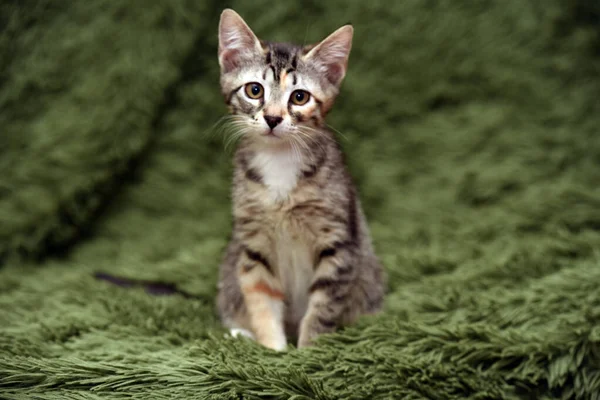 Klein Schattig Gestreept Kitten Een Groene Achtergrond — Stockfoto