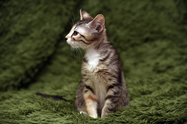 Little Cute Striped Kitten Green Background — Stock Photo, Image