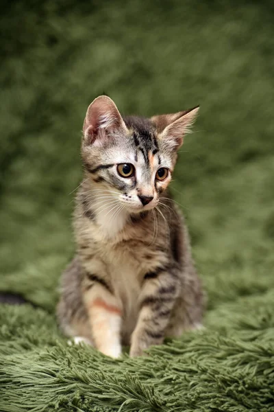 Piccolo Gattino Strisce Carino Uno Sfondo Verde — Foto Stock