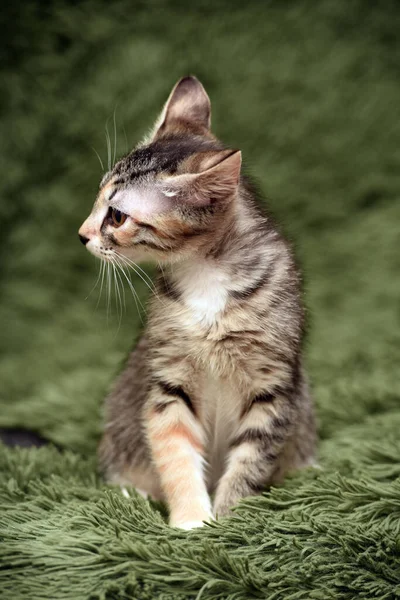 Little Cute Striped Kitten Green Background — Stock Photo, Image