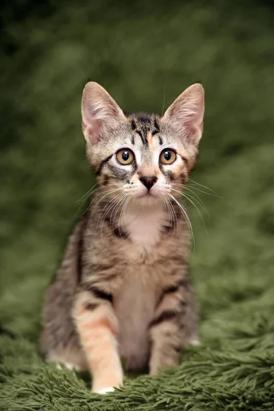 Sedikit Cute Bergaris Garis Anak Kucing Pada Latar Belakang Hijau — Stok Foto