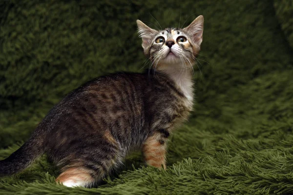 Klein Schattig Gestreept Kitten Een Groene Achtergrond — Stockfoto