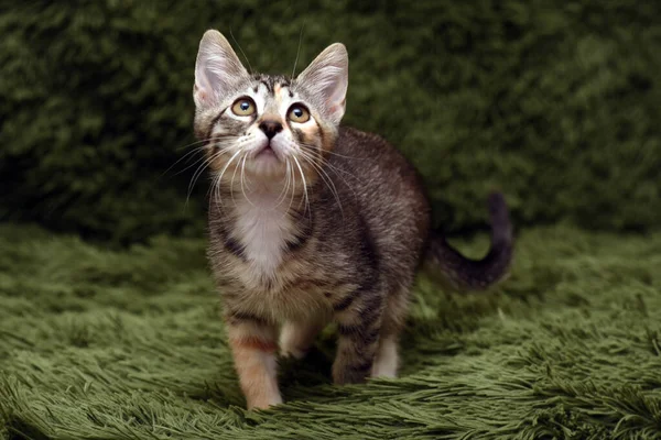 Klein Schattig Gestreept Kitten Een Groene Achtergrond — Stockfoto