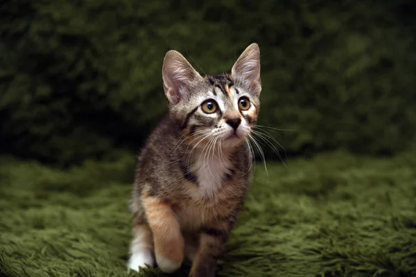 Klein Schattig Gestreept Kitten Een Groene Achtergrond — Stockfoto