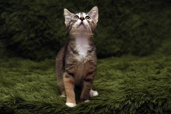 Petit Chaton Rayé Mignon Sur Fond Vert — Photo