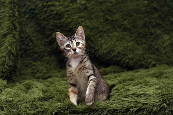 Piccolo Gattino Strisce Carino Uno Sfondo Verde — Foto Stock