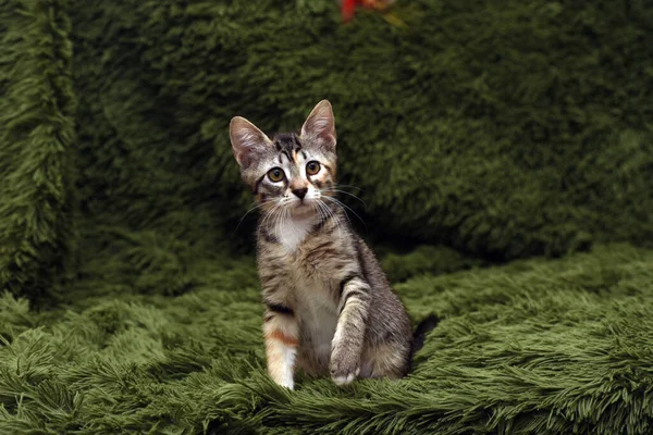 Piccolo Gattino Strisce Carino Uno Sfondo Verde — Foto Stock