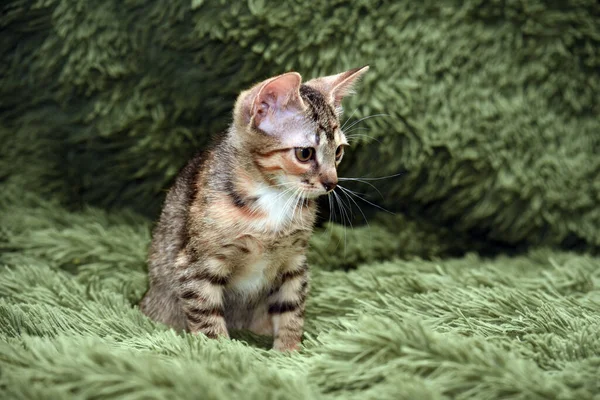 Маленький Милый Полосатый Котенок Зеленом Фоне — стоковое фото
