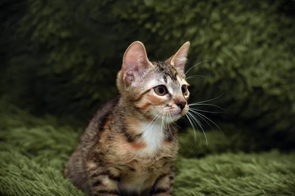 Piccolo Gattino Strisce Carino Uno Sfondo Verde — Foto Stock