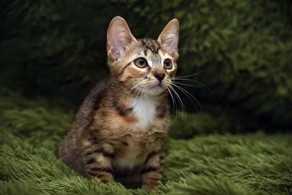 초록색 배경에 귀여운 줄무늬 고양이 — 스톡 사진