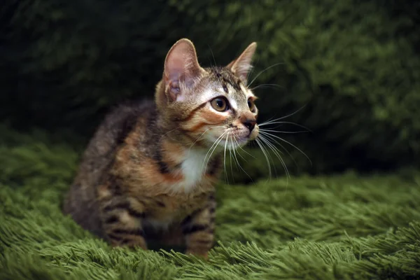 Yeşil Arka Planda Küçük Çizgili Kedi Yavrusu — Stok fotoğraf