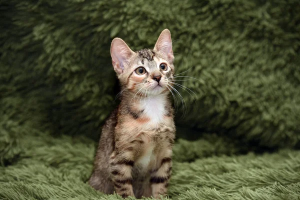 Little Cute Striped Kitten Green Background — Stock Photo, Image