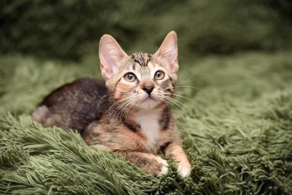 Little Cute Striped Kitten Green Background — Stock Photo, Image