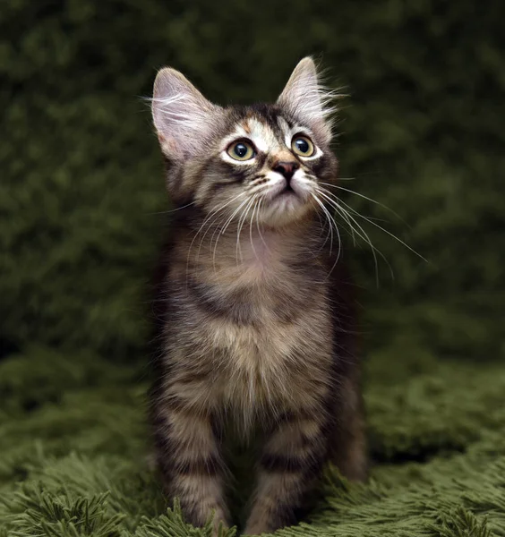 Klein Schattig Gestreept Kitten Een Groene Achtergrond — Stockfoto