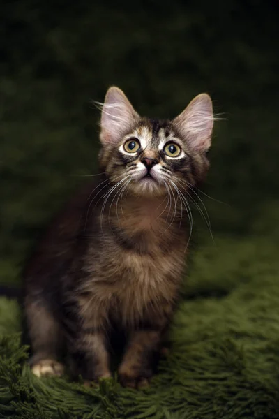 Yeşil Arka Planda Küçük Çizgili Kedi Yavrusu — Stok fotoğraf