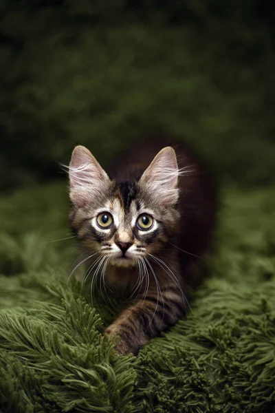 초록색 배경에 귀여운 줄무늬 고양이 — 스톡 사진