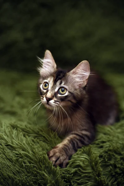 Klein Schattig Gestreept Kitten Een Groene Achtergrond — Stockfoto