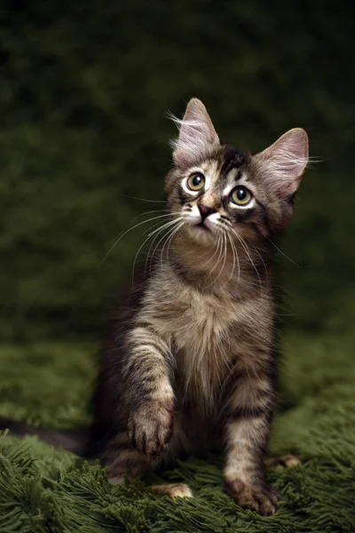 Little Cute Striped Kitten Green Background — Stock Photo, Image