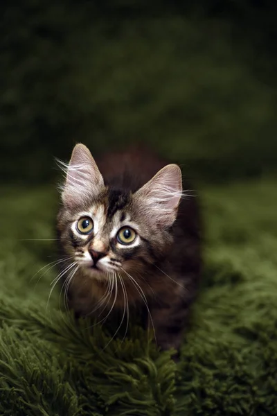 Klein Schattig Gestreept Kitten Een Groene Achtergrond — Stockfoto