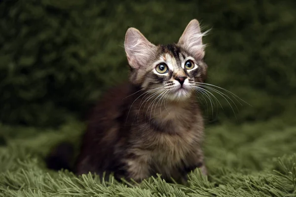 Klein Schattig Gestreept Kitten Een Groene Achtergrond — Stockfoto