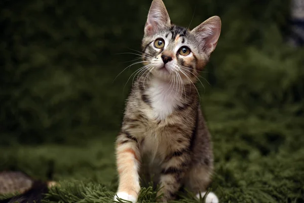 Klein Schattig Gestreept Kitten Een Groene Achtergrond — Stockfoto