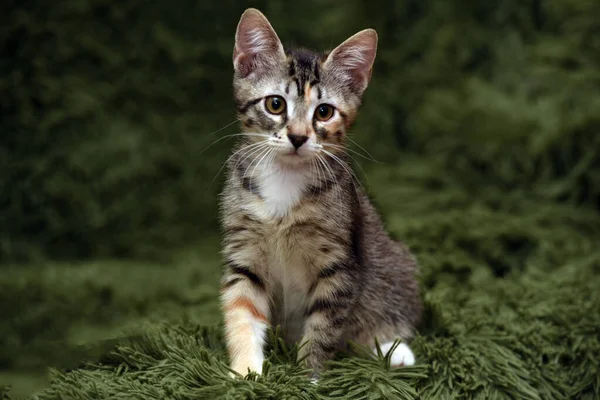 Little Cute Striped Kitten Green Background — Stock Photo, Image